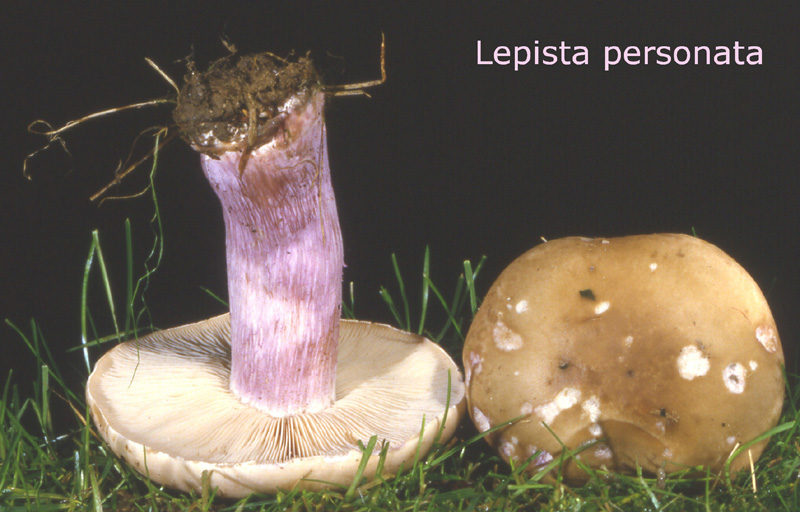 Lepista saeva-amf1460.jpg - Lepista saeva ; Syn: Tricholoma saevum ; Nom français: Pied violet,tricholome sinistre
